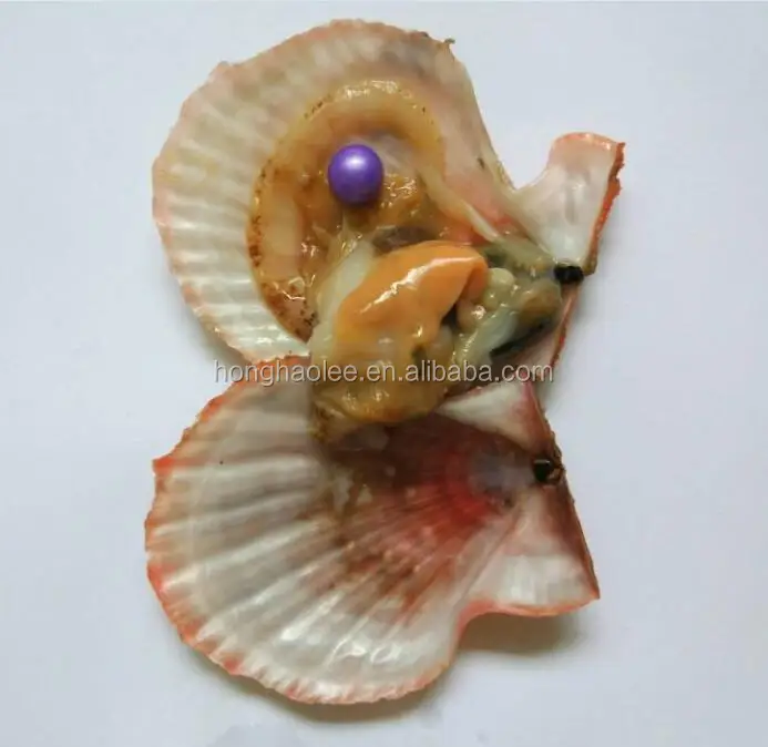 

AAAA grade #12 vacuum packed oysters akoya pearl oyster saltwater pearl oyster many colours stock, N/a
