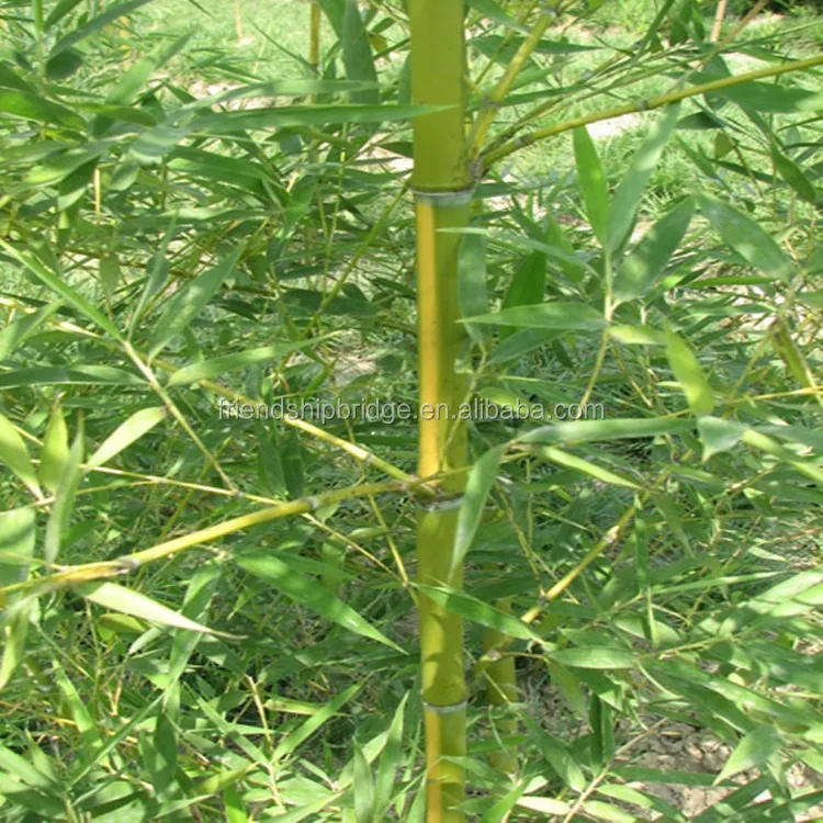 
Natural plant Bamboo seedling 