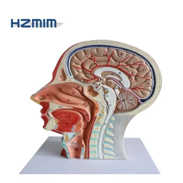 

Human head anatomical model head and neck neurovascular model