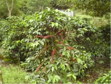 buy coffee plantation