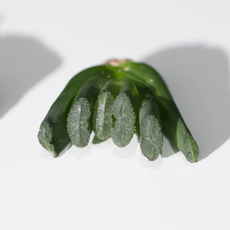 
Colorful Succulent plants of haworthia truncata 