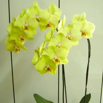 Gele orchidee