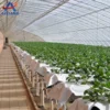 Industrial type Complete Hydroponics System for Soilless Agriculture