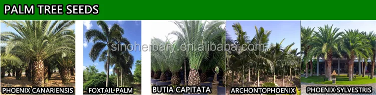 Shanghai Herbary Sale Foxtail Palm Seeds For Planting Buy Foxtail Palm Plant Trees Seeds Seeds Palm Product On Alibaba Com