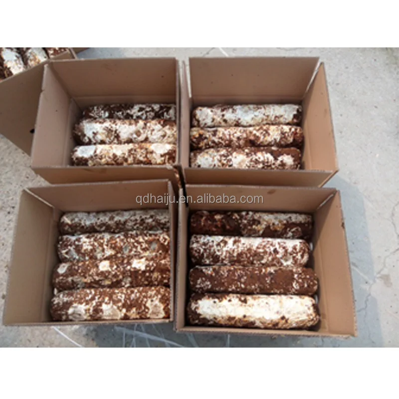 
Shiitake mushroom log for sale with good price 