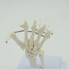 High Quality Medical Anatomy Science Life-Size Hand Joint Human Anatomical Models , Education Models plastic skeleton hands