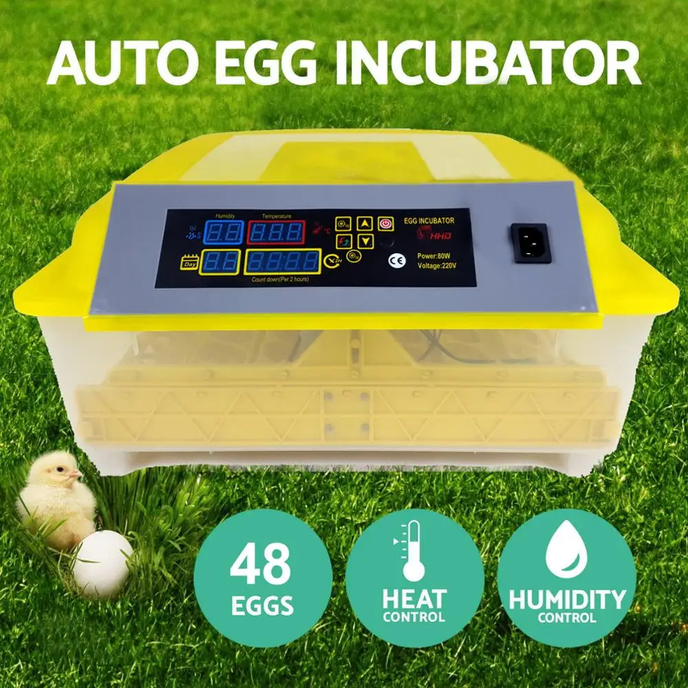 incubator egg price