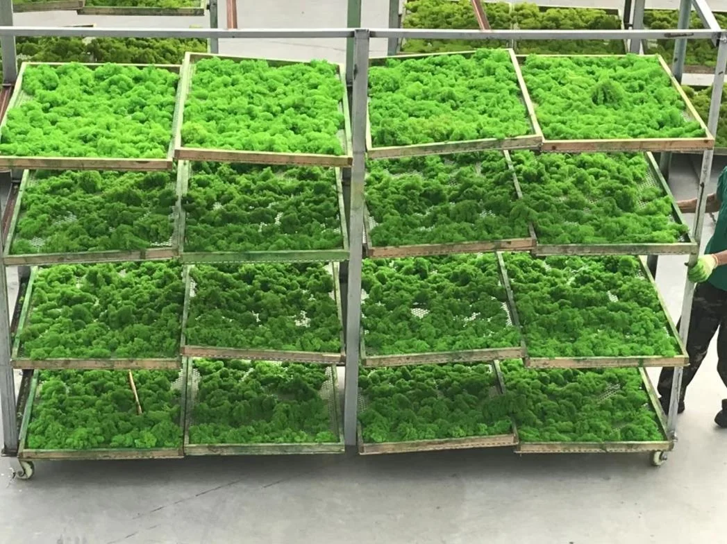preserved moss
