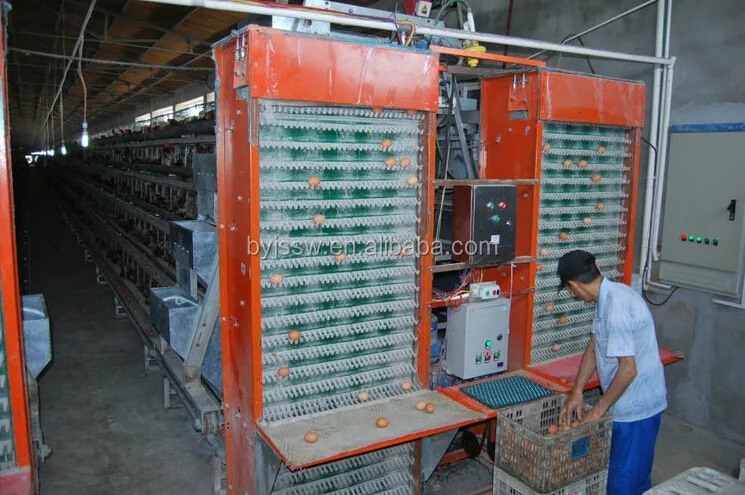 Automatic Egg Collection System