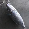 Fish Product Type Frozen skipjack tuna fish