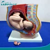 Human Female Pelvis Section,Pelvis with Fetus model 4 parts,Female anatomy pelvis with Uterus model