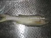 Thread fin fish