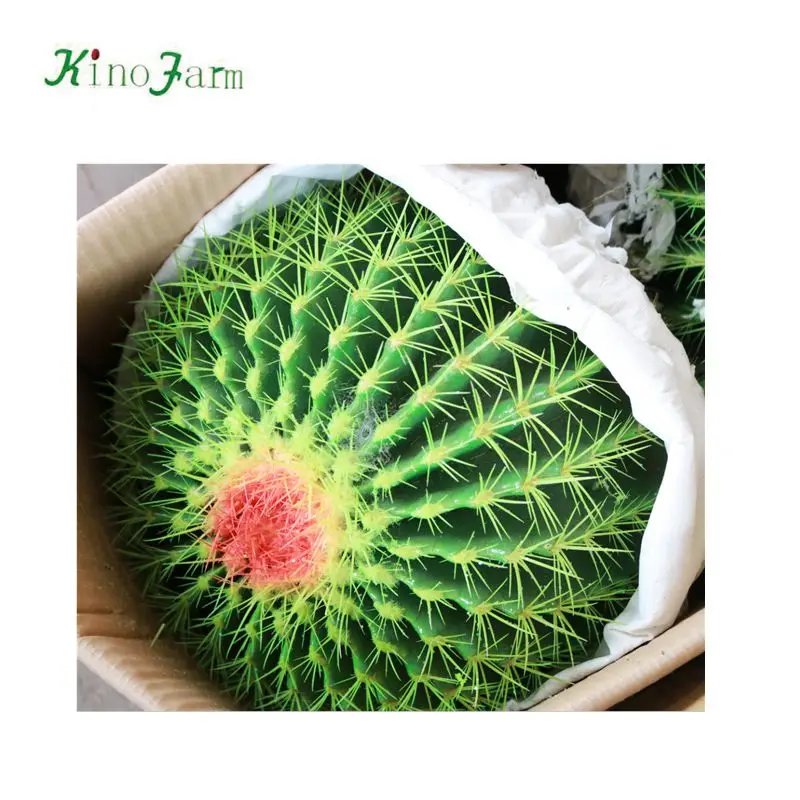 
nature plant wholesale golden barrel cactus 