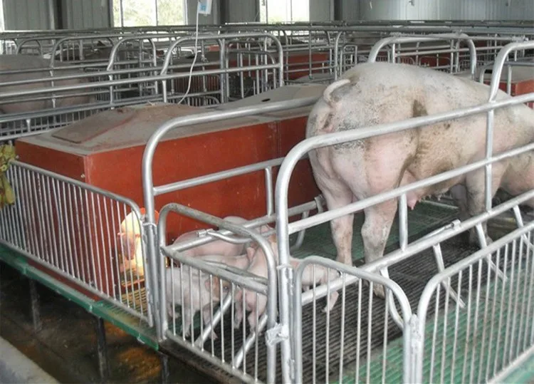2.1*3.6m Sow Swine Pig Farrowing Crates For Sale Buy Pig Farrowing