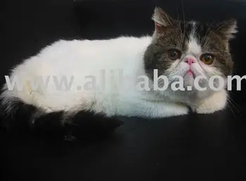 Bengal Persian And Exotic Cat Buy Cat Product On Alibaba Com