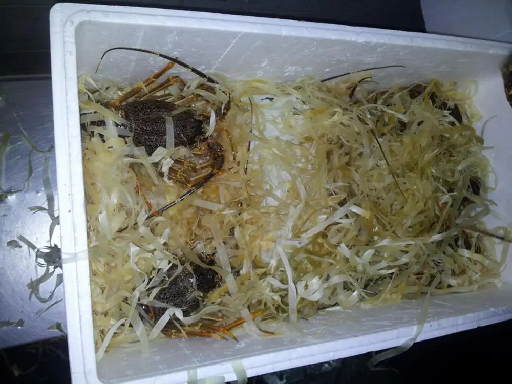 
Rock Lobster (South Africa, Australia, New Zealand, Mexico) 