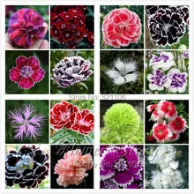 Promotion! 200 Dianthus Seeds , 16 kinds mixed packed, Sweet William flower, easy to grow ,high germination DIY garen