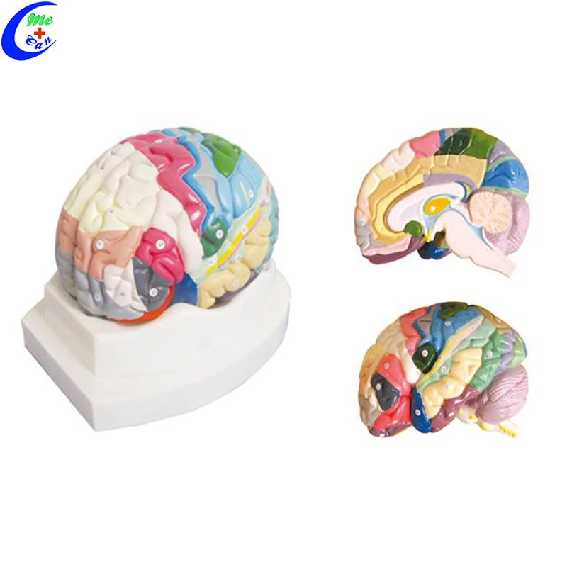 brain model 3d.jpg