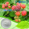 Wild Raspberry extract Raspberry Ketone
