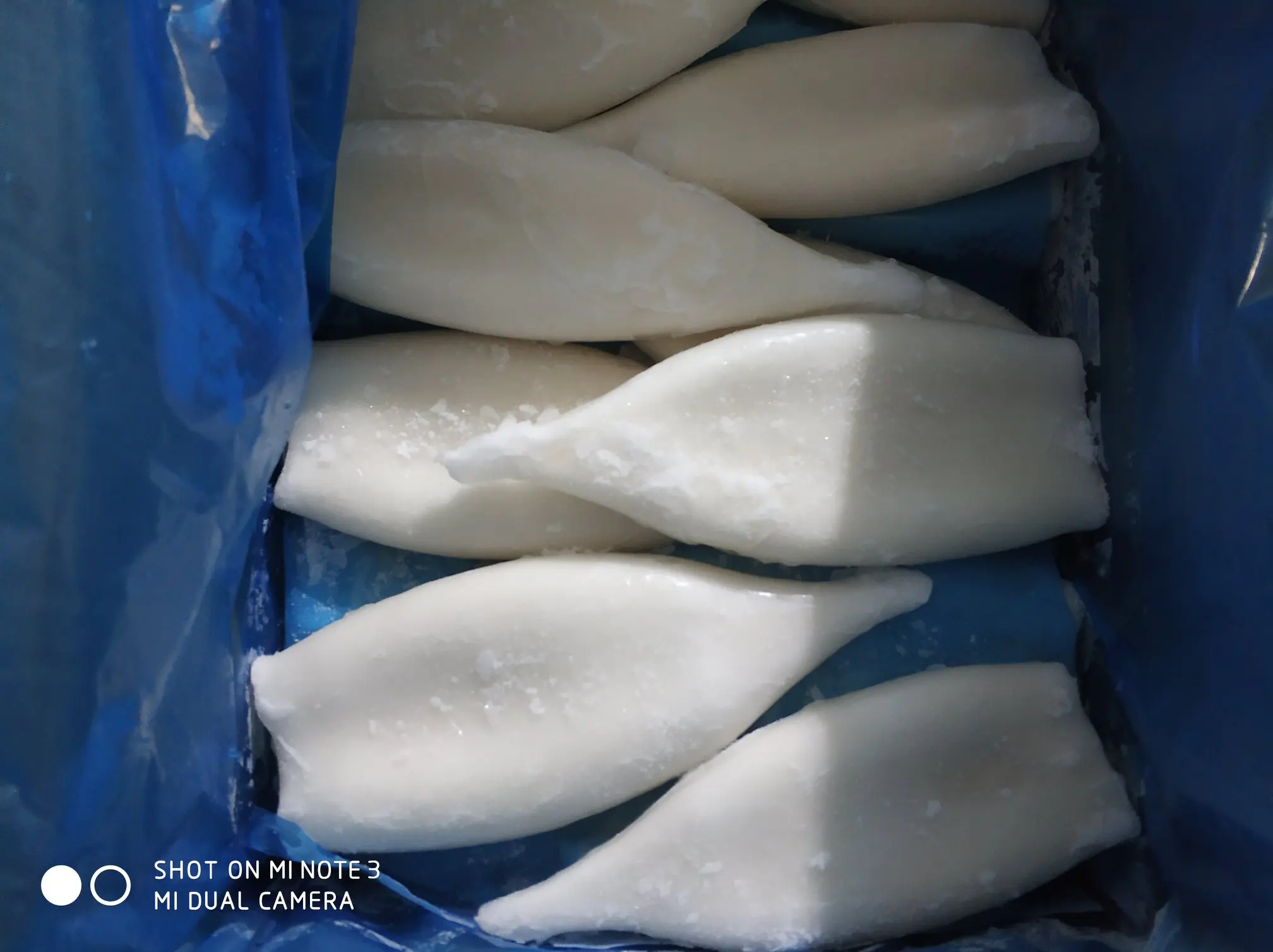 giant squid tube (2).jpg