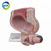 IN-310 Medical human female pelvis section 4 parts anatomical model for medical use