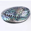 /product-detail/natural-aquarium-landscape-crafts-raw-abalone-shell-62041581717.html