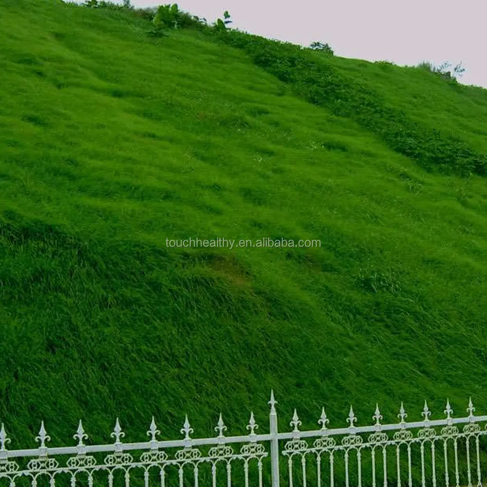 
Touchhealthy supply paspalum notatum flugge seeds grass seeds for planting 