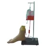 Exercise model of lower limb foot intravenous injection