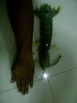 siam matis shrimp buy
