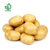 China export holland fresh potato seed/seeds prices for sale
