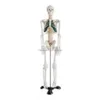 45CM Mini Skeleton