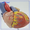 PNT-0405 medical simulation model type and plastic human anatomy model / Heart Model