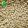 shelled pinenut blanched pinenut pinenut kernels