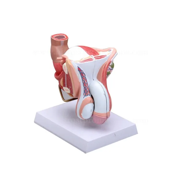 BP72105 male genital organs model 1w