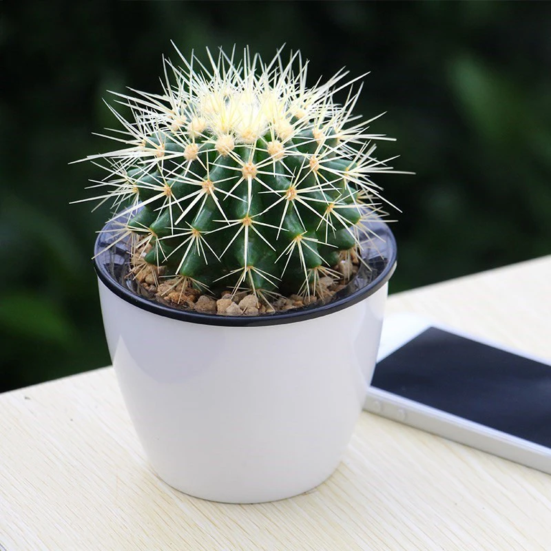 Кактус комнатное растение фото Artificial Office Desk Decoration Cactus Cactus Plant Trees Decorative Flowers &