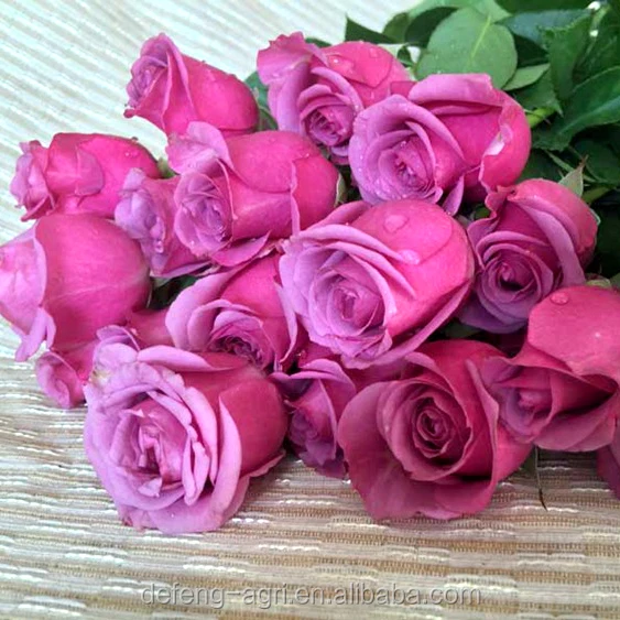 Rosa De Corte Fresco De Alta Calidad,Color Morado,Para Rosas Al Por  Mayor,Importación De Flores Frescas De Dubái - Buy Importadores De Flores  Frescas De Dubai,Importadores De Flores Frescas De Dubai,Importadores De  Flores