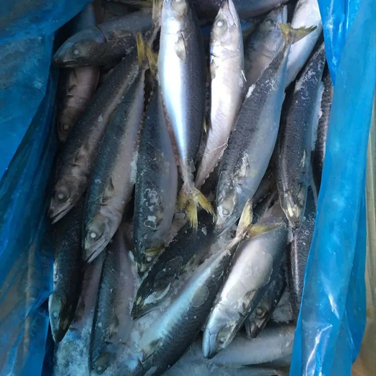 
Frozen horse mackerel prices 