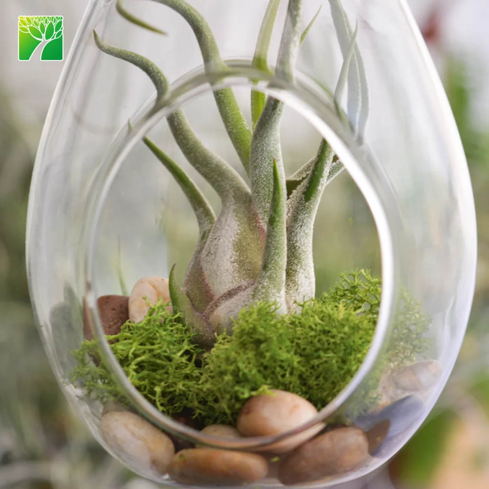 
Hot sale 4-6.5 inch growth height natural air plant octopus plant T.Caput-medusae 