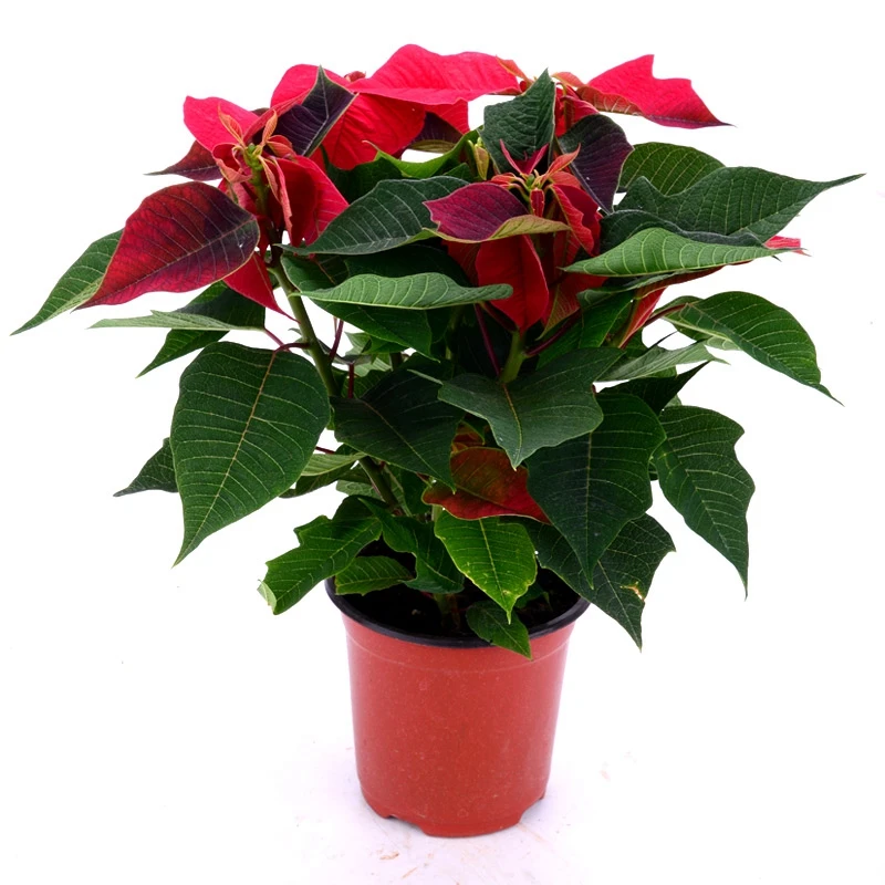 
bulk Ornamental Flower Plant Poinsettia Seeds Nursery Euphorbia pulcherrima Bonsai 