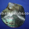 polished black Tahiti mother of pearl raw shells