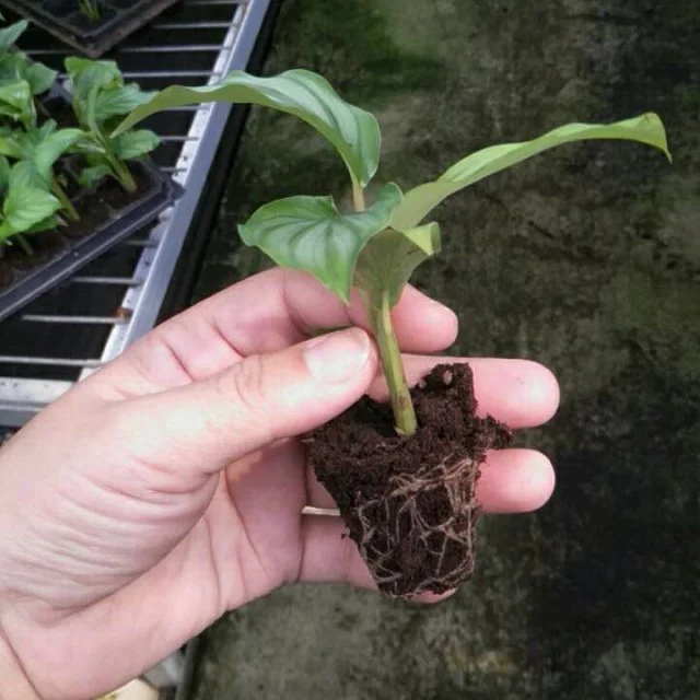 
Calathea orbifolia tray seedling H8 10cm 