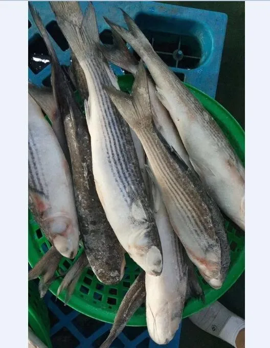 new catching frozen grey mullet fish 500-1000g for sale