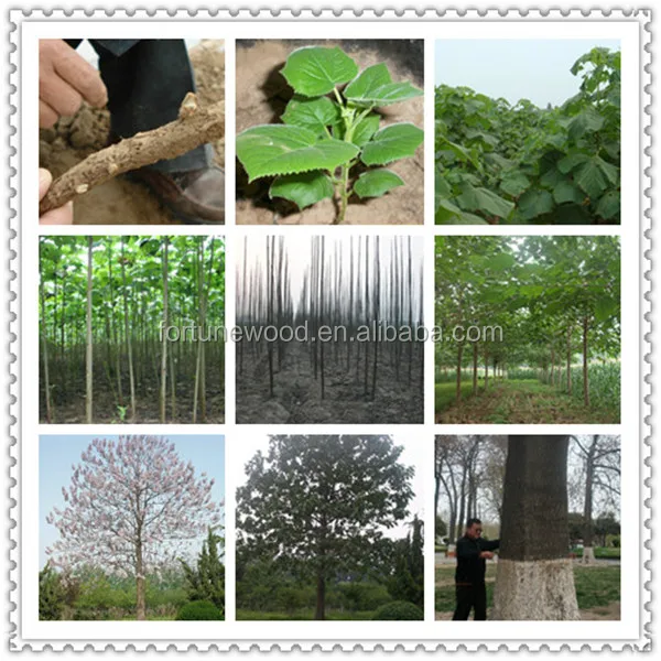 Grade A fast grow cold resistant high survive disinfection Paulownia Root Cutting