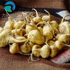maca extract macamides and macaenes