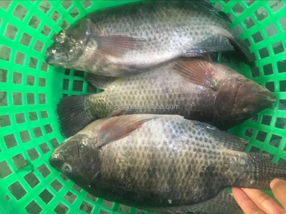New Live Tilapia Fish Whole Round Farm Feed Tilapia For Sale Buy