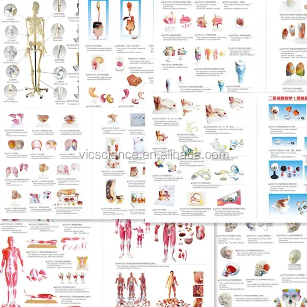 muscles anatomy model.jpg