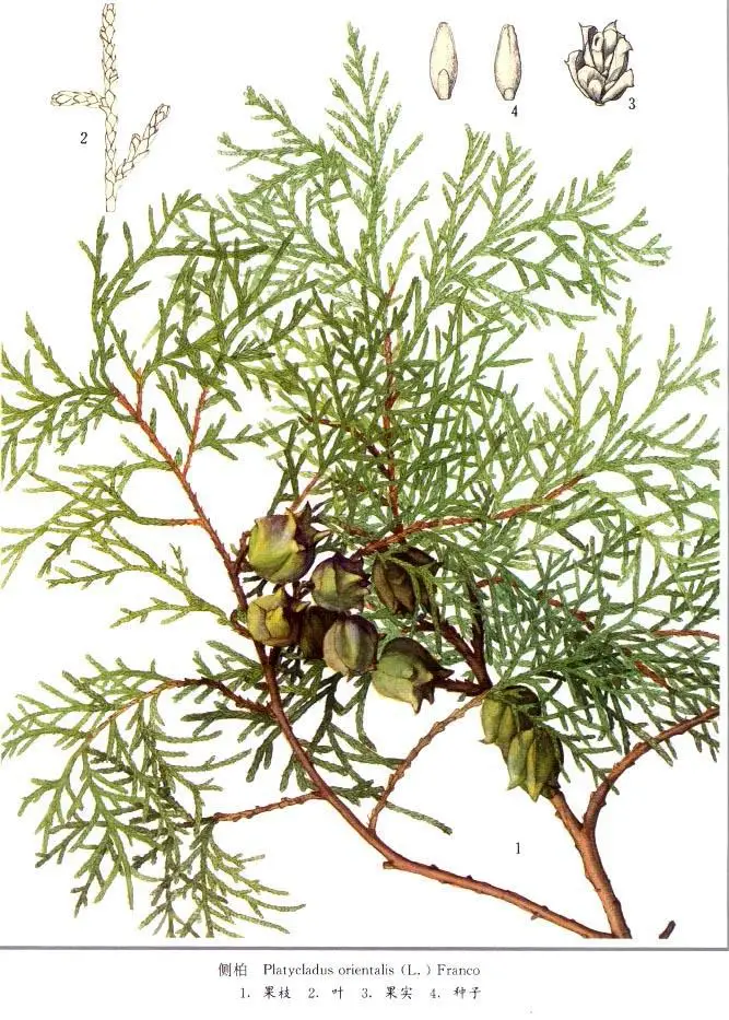 말린 중국 Arborvitae 잎 Biota 잎 동양 Thuja Platycladus Orientalis Thuja Orientalis Ce Bai Buy 잎 투야 Orientalis Platycladus Orientalis Product On Alibaba Com