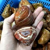Rough Agate palm Stone Healing Crystal Stone Polished Stone Agate For Decoration