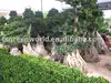 Ficus microcarpa big root stump shape ready for shipment