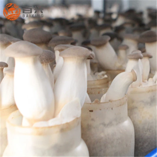 
Export Grade Fresh King Oyster Mushroom 